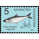 Caspian Anadromous Shad (Alosa kessleri) - Kazakhstan 2020 - 5