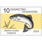 Caspian Trout (Salmo trutta caspius) - Kazakhstan 2020 - 10