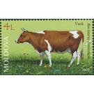 Cattle - Moldova 2019 - 4