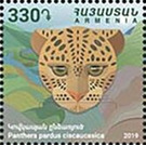 Caucasian Leopard (Panthera pardus tulliana) - Armenia 2019 - 330