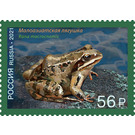 Caucasus Frog (Rana macrocnemis) - Russia 2021 - 56