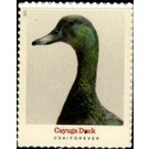 Cayuga Duck - United States of America 2021