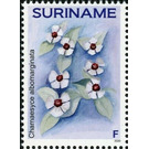 Chamaesyce albomarginata - South America / Suriname 2020