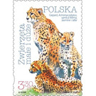 Cheetah (Acinonyx jubatus) - Poland 2020 - 3.30