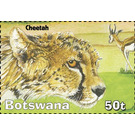 Cheetah - South Africa / Botswana 2019 - 50