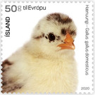 Chick - Iceland 2020