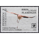 Chilean Flamingo (Phoenicopterus chilensis) - Polynesia / Penrhyn 2020