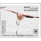 Chilean Flamingo (Phoenicopterus chilensis) - Polynesia / Penrhyn 2020