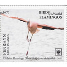 Chilean Flamingo (Phoenicopterus chilensis) - Polynesia / Penrhyn 2020