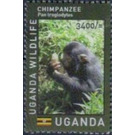 Chimpanzee (Pan troglodytes) - East Africa / Uganda 2017