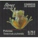 Chiriqui Glass Frog (Teratohyla pulverata) - South America / Ecuador 2019 - 0.75