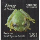 Chiriqui Glass Frog (Teratohyla pulverata) - South America / Ecuador 2019 - 1