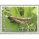Chiwala - East Africa / Malawi 2019 - 700