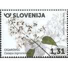 Cigar Tree (Catalpa bignonioides) - Slovenia 2020 - 1.31