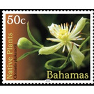 Clematis plukenetii - Caribbean / Bahamas 2019 - 50