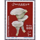 Clitocybe geotropa - East Africa / Somalia 2002 - 600