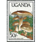 Clitocybe nebularis - East Africa / Uganda 1989 - 50