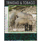 Collared Peccary (Tayassu tajacu) - Caribbean / Trinidad and Tobago 2019 - 2