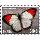 Colotis antevippe - West Africa / Ghana 2017 - 8