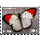 Colotis antevippe - West Africa / Ghana 2017 - 8