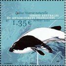 Commerson's Dolphin (Cephalorhynchus commersonii) - French Australian and Antarctic Territories 2020 - 1.35