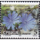 Common Chicory (Cichorium intybus) - Serbia 2020 - 5