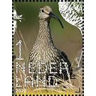 Common Curlew (Numenius arquata) - Netherlands 2020 - 1