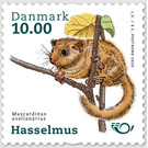 Common Dormouse (Muscardinus avellanarius) - Denmark 2020 - 10