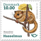 Common Dormouse (Muscardinus avellanarius) - Denmark 2020 - 10