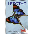 Common Fig-tree Blue (Myrina silenus) - South Africa / Lesotho 2007 - 6