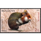 Common Hamster (Cricetus cricetus) - Moldova 2019 - 2