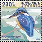 Common Kingfisher (Alcedo atthis) - Armenia 2019 - 230