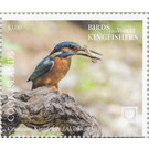 Common Kingfisher (Alcedo atthis) - Polynesia / Cook Islands 2020 - 3