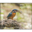 Common Kingfisher (Alcedo atthis) - Polynesia / Cook Islands 2020 - 3