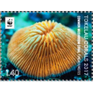Common mushroom coral (Funcia funcites) - Polynesia / Tokelau 2017 - 1.40