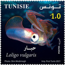 Common Squid (Loligo vulgaris) - Tunisia 2021 - 1