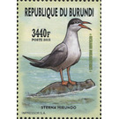 Common Tern (Sterna Hirundo) - East Africa / Burundi 2016