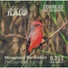 Common Vermilion Flycatcher (Pyrocephalus rubinus) - South America / Ecuador 2019 - 0.75