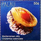 Cotylorhiza tuberculata - Micronesia / Palau 2018 - 50