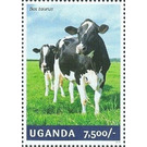 Cow (Bos taurus) - East Africa / Uganda 2014