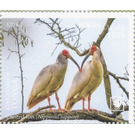 Crested ibis (Nipponia nippon) - Polynesia / Tonga 2020