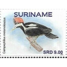 Crimson-crested woodpecker (Campephilus melanoleucos) - South America / Suriname 2021