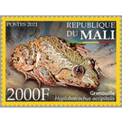 Crowned Bullfrog (Hoplobatrachus occipitalis) - West Africa / Mali 2021