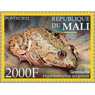 Crowned Bullfrog (Hoplobatrachus occipitalis) - West Africa / Mali 2021