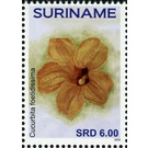 Cucurbita foetidissima - South America / Suriname 2020 - 6