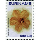 Cucurbita foetidissima - South America / Suriname 2020 - 6