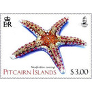 Cuming's Sea Star (Neoferdina cumingi) - Polynesia / Pitcairn Islands 2019 - 3