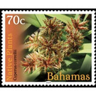 Cyperus correllii - Caribbean / Bahamas 2019 - 70