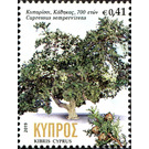 Cypress in Kathikas, 700 years old - Cyprus 2019 - 0.41
