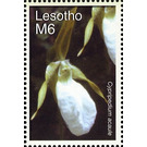 Cypripedium acaule - South Africa / Lesotho 2007 - 6
